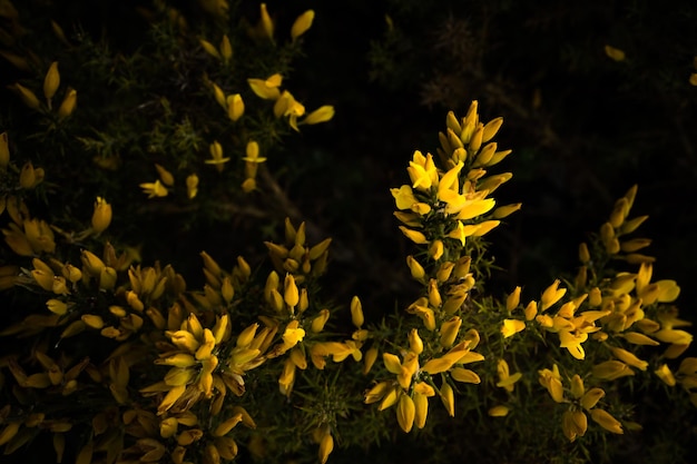 Vista superior de hermosos arbustos amarillos en la oscuridad