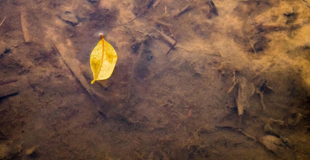 Vista superior de una hoja amarilla sobre agua de río sucia con espacio de copia