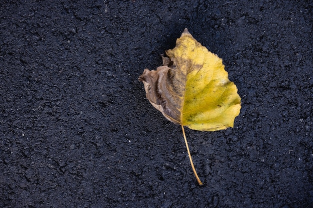 Vista superior de una hoja de otoño amarilla caída sobre el asfalto negro. Otoño en la ciudad.