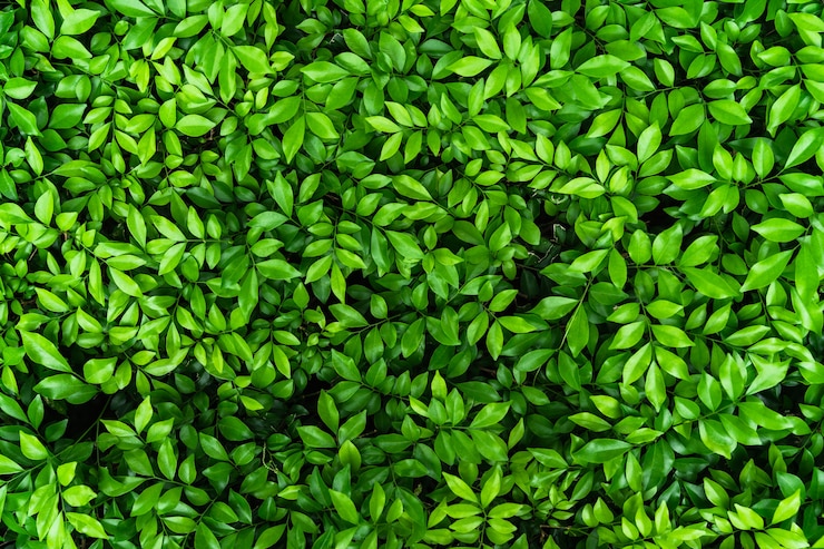 Foto vista superior de la hoja verde natural para el fondo de la naturaleza