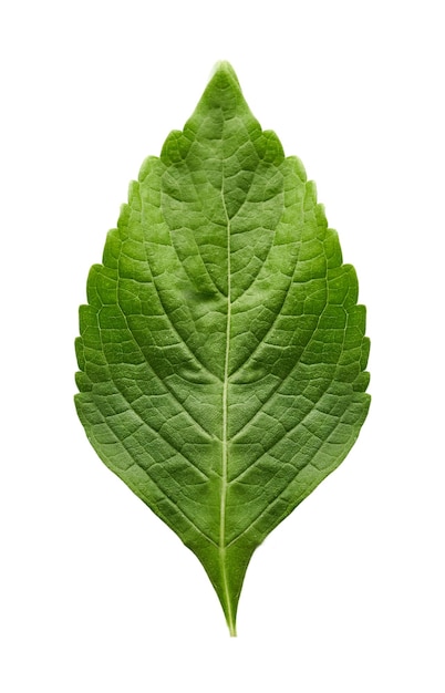 Foto vista superior de las hojas de albahaca del árbol indio o ocimum gratissimum aislado sobre fondo blanco.