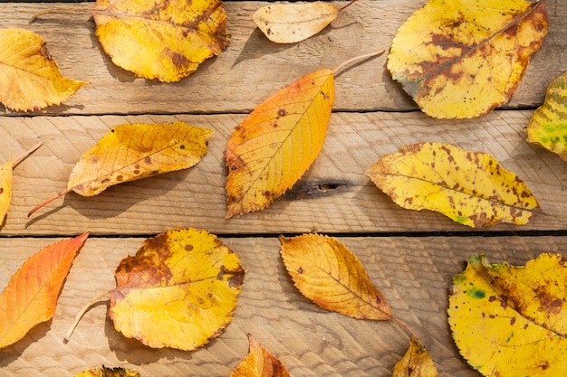 Vista superior de hojas amarillas sobre un fondo de madera. Diseño de otoño, concepto de septiembre-octubre