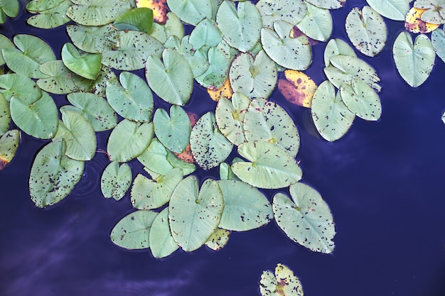 Vista superior de hojas de nenúfar verde en un estanque. fondo de flor de loto