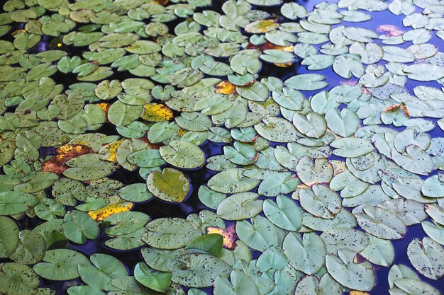 Vista superior de hojas de nenúfar verde en un estanque. fondo de flor de loto
