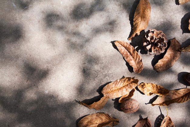 Vista superior de hojas de otoño y conos sobre hormigón con sombra. Diseño de otoño con espacio de copia