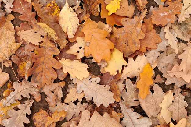 Vista superior de hojas secas de otoño