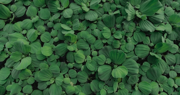 Vista superior de hojas verdes de lechuga de agua flotando en la superficie del agua. Pistia stratiotes o lechuga de agua es una planta acuática.