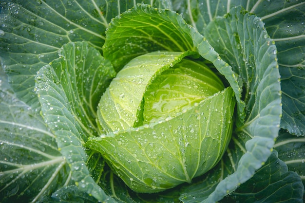 Vista superior de la imagen de fondo vegetal de repollo orgánico fresco utilizada para el fondo de alimentos limpios y saludables