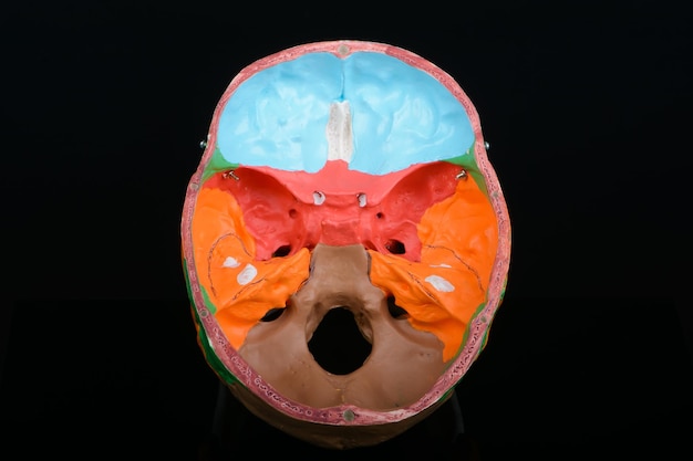 Vista superior interior del modelo educativo de plástico coloreado de un cráneo humano sobre fondo negro