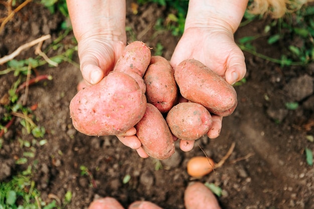 Vista superior irreconhecível perto de um grande e delicioso vegetal de batata nas mãos de um agricultor masculino