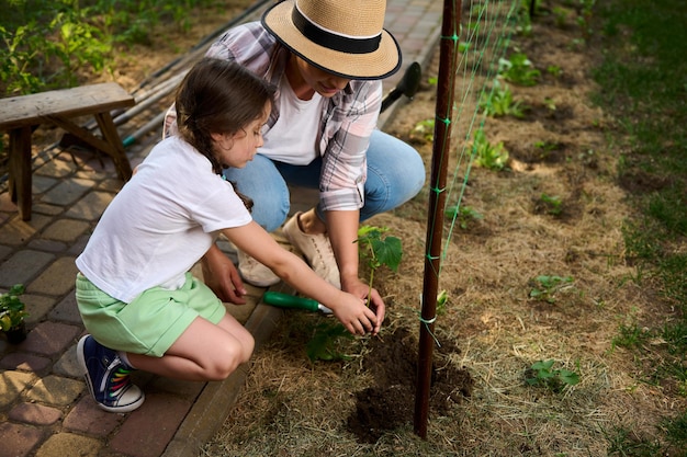 Vista superior Jardineiros plantando mudas em campo aberto Agronegócio familiar Menina ajuda a mãe na agricultura