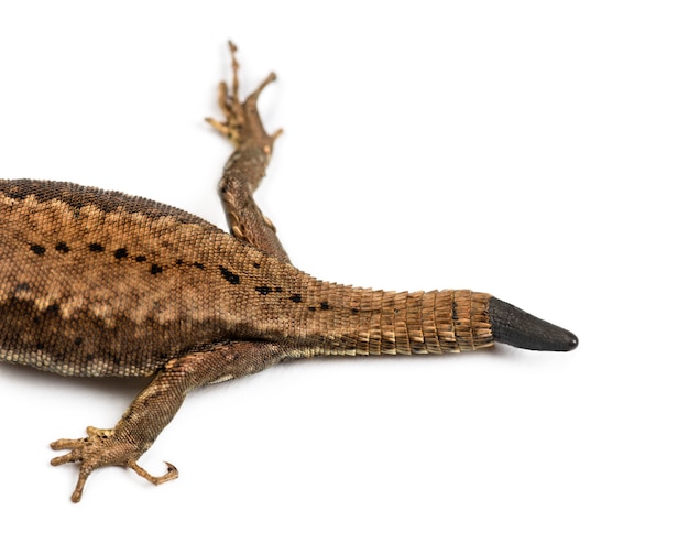 Vista superior de un lagarto de pared con su cola cortada