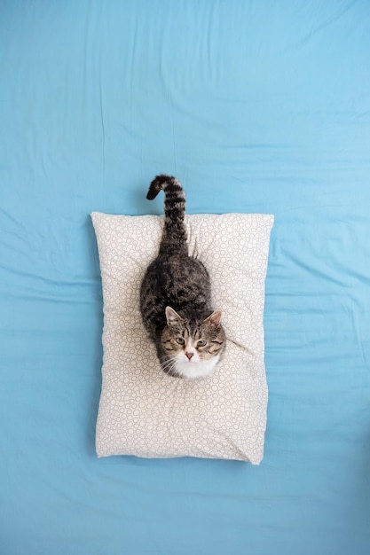 Vista superior de un lindo gato rayado gris mirando a la cámara mientras se sienta en una almohada gris en la cama
