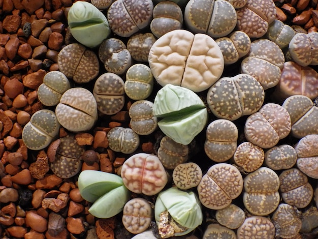 Foto vista superior de lithops coloridos y únicos.