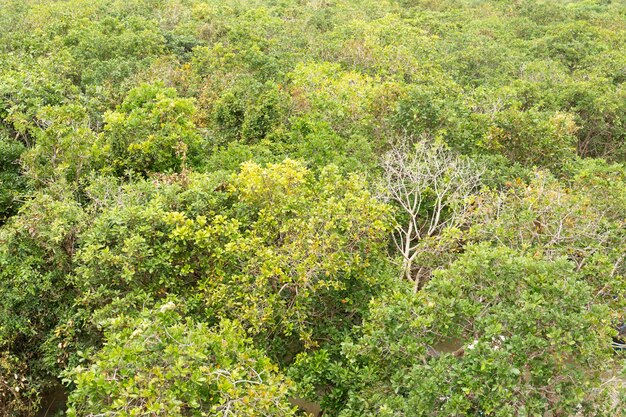 Vista superior del mangle verde como fondo.