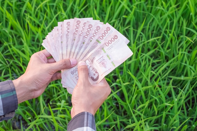 Vista superior de la mano del agricultor con billetes tailandeses con arroz verde en la granja