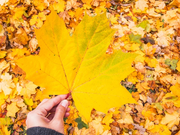 Vista superior a mano con hoja de arce amarilla. Césped de otoño con hojas brillantes.