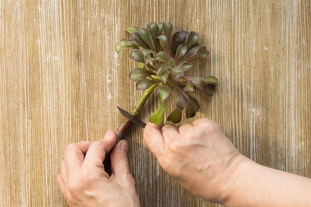 Vista superior de la mano de mujer cortando Aeonium con raíz para cortar y macetas en el fondo de madera