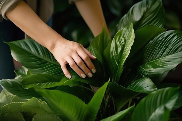 Foto vista superior de las manos femeninas limpiando el polvo de las grandes hojas verdes de la planta mujer joven y cariñosa irreconocible