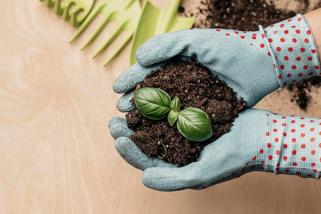 Foto vista superior de manos con guantes sosteniendo tierra y planta