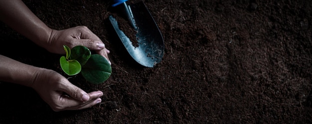 La vista superior de las manos de los hombres llevaba plántulas para plantar en el suelo mano sosteniendo un árbol joven para plantar