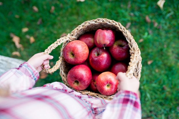 Vista superior de las manos de la niña niño sosteniendo una cesta de mimbre con manzanas rojas orgánicas frescas en el huerto