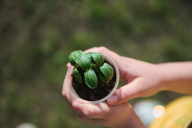 Vista superior de las manos de un niño sosteniendo una olla con brotes de pepino en crecimiento en suelo negro cultivado en condiciones de invernadero Día de la Tierra Concepto de educación ambiental