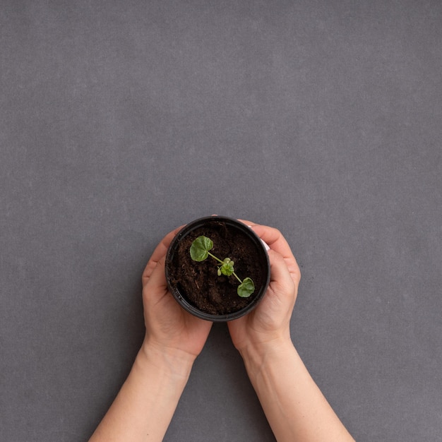 Vista superior de las manos sosteniendo una maceta de plástico con una pequeña planta sobre fondo de mesa gris