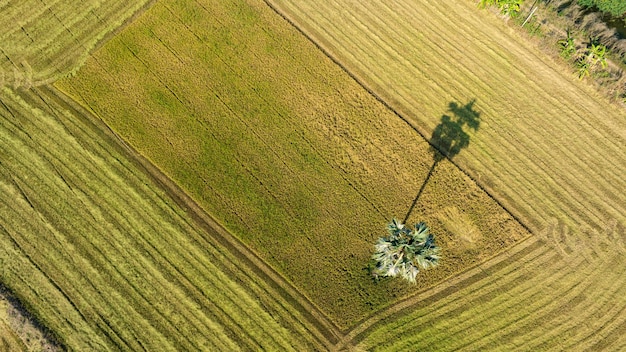 Vista superior de la máquina cosechadora de automóviles para cosechar el trabajo del árbol del campo de arroz