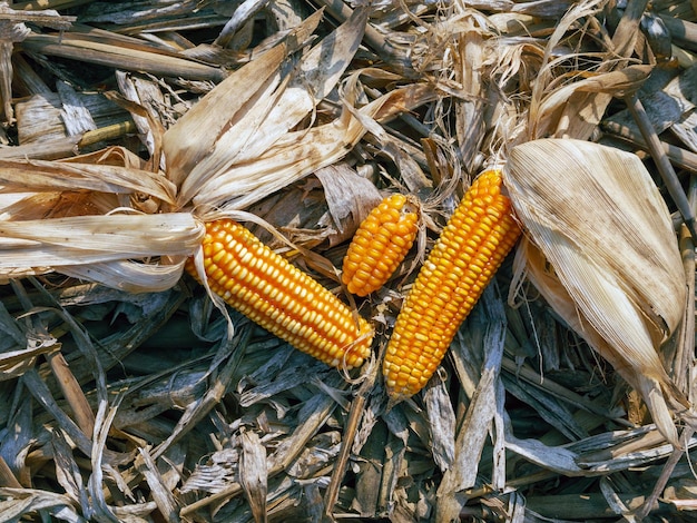 Foto vista superior de las mazorcas de maíz secas en las hojas secas de maíz después de la cosecha