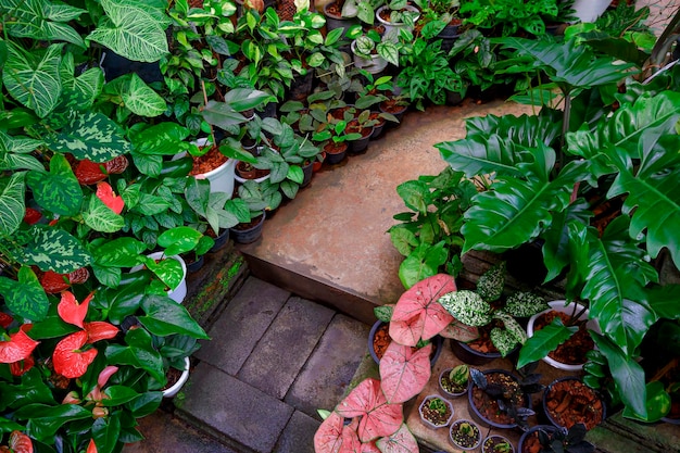 La vista superior de muchas plantas de follaje fresco está floreciendo en un camino curvo en el área de jardinería doméstica