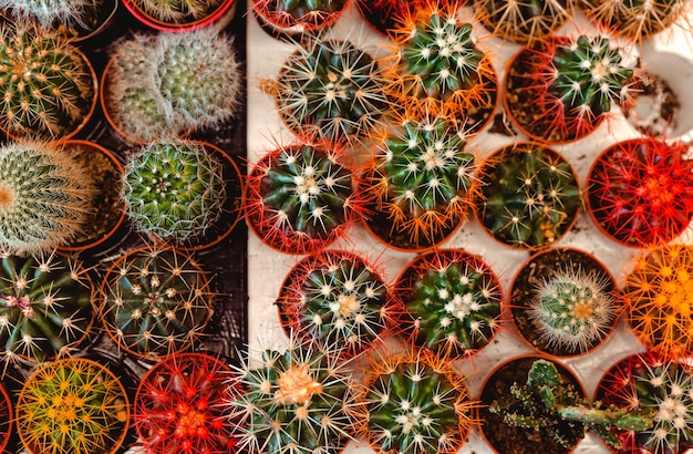 La vista superior de muchos cactus de colores está creciendo en macetas