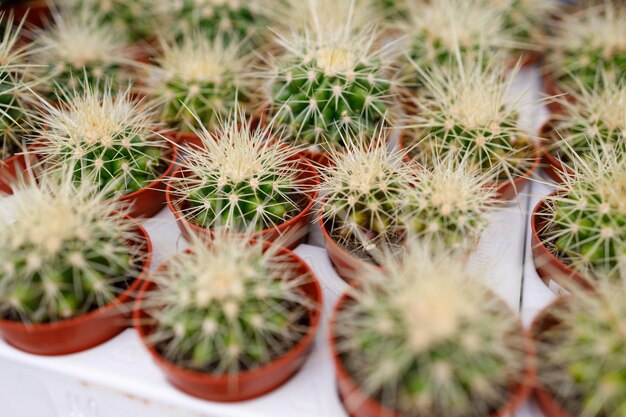 Vista superior de muchos cactus en macetas pequeñas con agujas afiladas a la venta en el invernadero