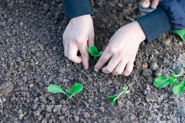 Vista superior de la mujer agricultora de primer plano es plantar una verdura en el suelo