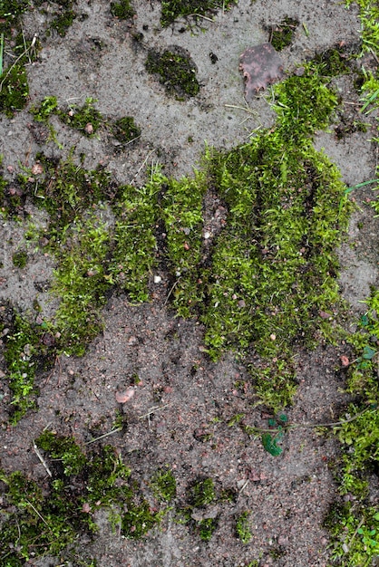 Vista superior de musgo verde en suelo gris