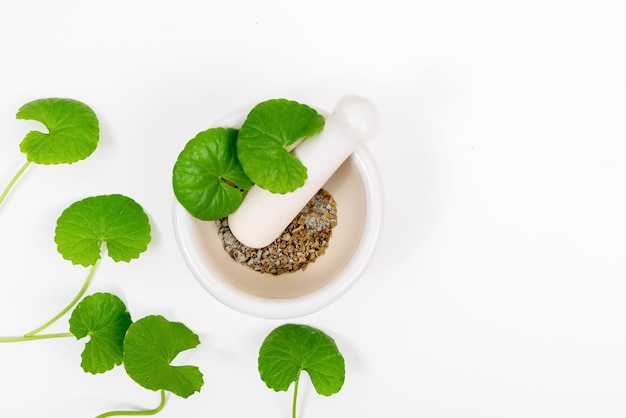 Vista superior na mesa de folhas de centella asiática com isolado no fundo branco