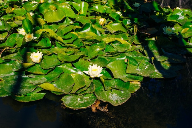 Foto vista superior de nenúfares con flores blancas en un estanque en japón.