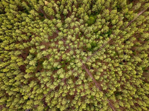 Vista superior de ojo de pájaro desde drone volador sobre el área de bosque verde del paisaje con caminos de tierra cruzados en un día de verano.