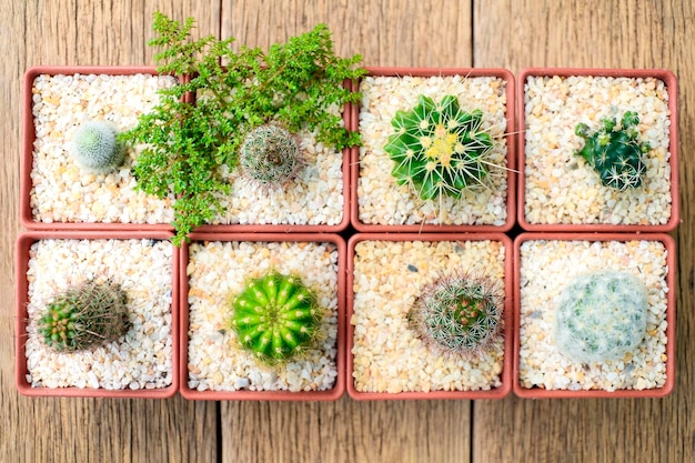 Foto vista superior de una olla de cactus sobre un fondo de madera