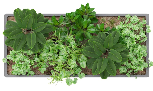 Vista superior de una olla de plantas rectangular con follaje verde exuberante y plantas decorativas aisladas sobre un fondo blanco Ideal para su uso en planes de piso arquitectónicos, proyectos de diseño de jardines y paisajismo 3D