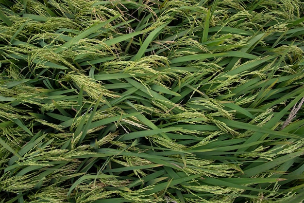 Vista superior paisaje de agricultura de campo de arroz de grano en bangladesh