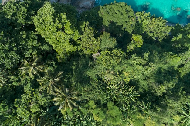 Vista superior del paisaje de la hermosa selva tropical en verano