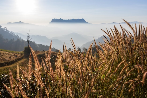 Vista superior Paisaje de niebla matutina con capa de montaña en Doi Luang Chiang Dao Chiang Mai Tailandia