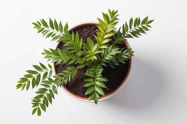 Vista superior pequena planta de árvore em vaso isolado em fundo de mesa branca