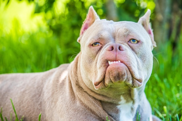 Vista superior del perro American Bully de color lila fuera de la maloclusión