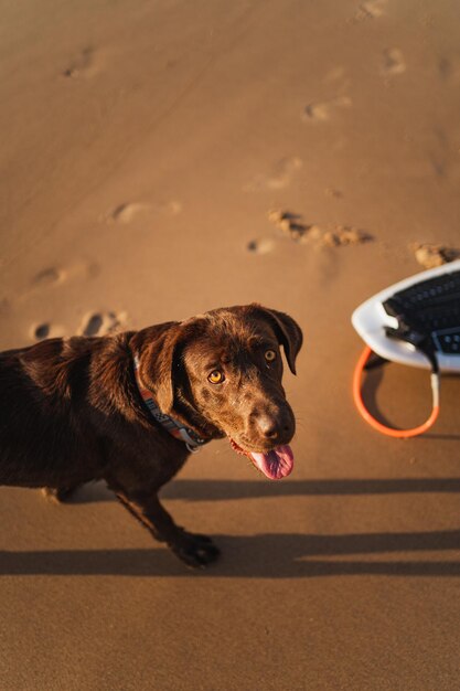 Foto vista superior de un perro en la arena en la playa y tiene una tabla de surf junto a ella está mirando a la cámara