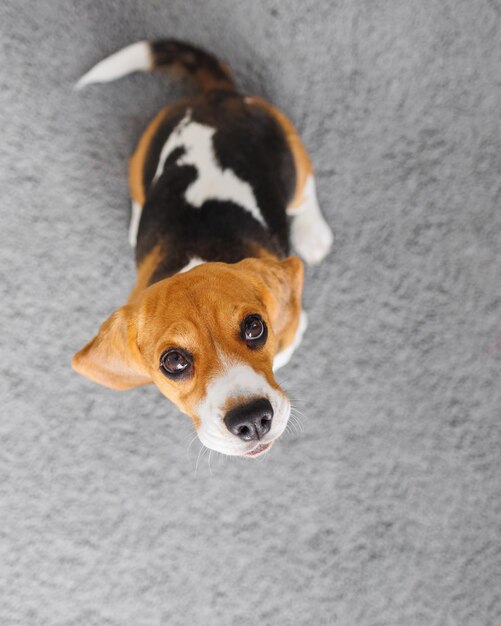 Foto vista superior del perro beagle lindo perro manchado mirando hacia el marco entrenamiento de mascotas comida y ropa para perros