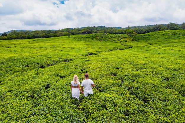 Vista superior de las plantaciones de té y una pareja de enamorados en blanco en la isla de Mauricio, Mauricio.