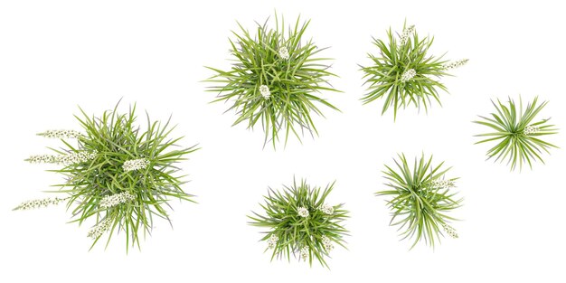 Vista superior de las plantas tuberosas aisladas sobre un fondo blanco árboles tropicales aislados utilizados para la publicidad de diseño y la arquitectura