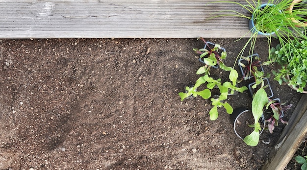 Vista superior de plántulas de hortalizas y plantas aromáticas con fondo de suelo